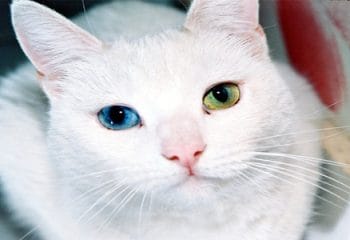 Mutasyon ve Modifikasyon