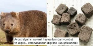 Vombat dışkı