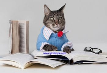 Kedilerden Alacağımız Hayat Dersleri