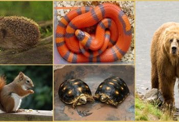 Kış Uykusuna Yatan Hayvanlar Hangileridir