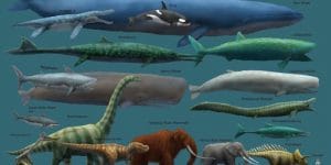 Dünyanın En Büyük Canlıları