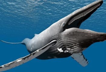 En Büyük Balina Türleri