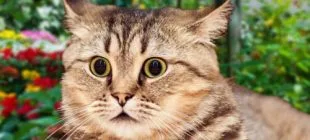 Kedilerin En Sevmediği Davranışlar