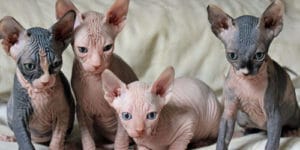 Sphynx Kedisi Hakkında Herşey