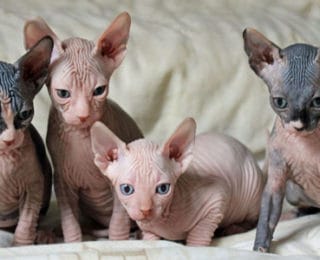 Sphynx Kedisi Hakkında Herşey