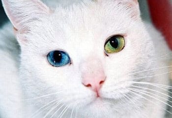 Van Kedisi Hakkında Herşey