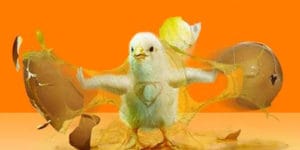 Civcivler Ne Yer ve Civciv Yemi Nasıl Olmalıdır