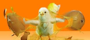 Civcivler Ne Yer ve Civciv Yemi Nasıl Olmalıdır