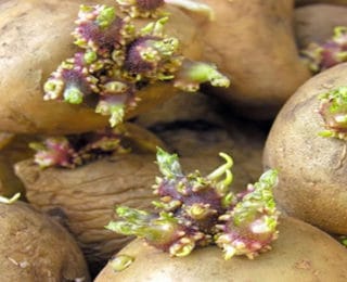 Mutfaktaki Patates ve Soğanların Yeşillenme Sorununu Nasıl Çözeriz