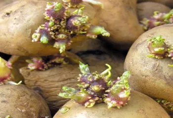 Mutfaktaki Patates ve Soğanların Yeşillenme Sorununu Nasıl Çözeriz
