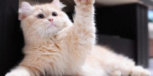 Kedi Patisi Hakkında İlginç Bilgiler