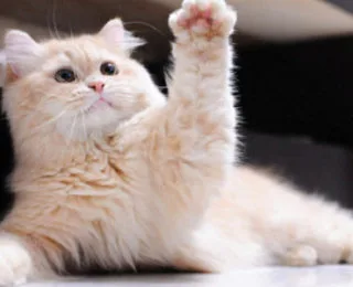 Kedi Patisi Hakkında İlginç Bilgiler