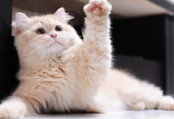 Kedi Patisi Hakkında İlginç Bilgiler