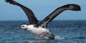 Galapagos Adalarındaki İlginç Görünümlü Hayvan Türleri