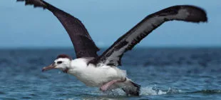 Galapagos Adalarındaki İlginç Görünümlü Hayvan Türleri