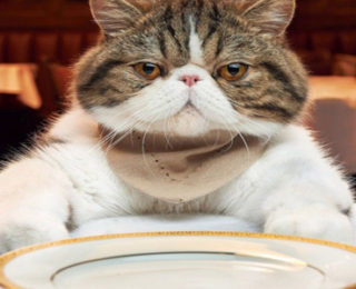 Kediler Ne Yiyemez, Kediler için Tehlikeli Yiyecekler