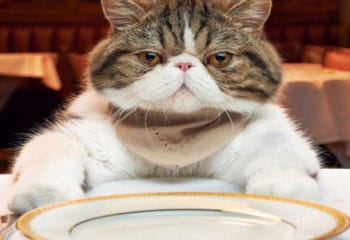 Kediler Ne Yiyemez, Kediler için Tehlikeli Yiyecekler