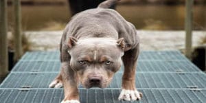 Köpeklerin Cinslerine Göre Yaklaşık Ömürleri