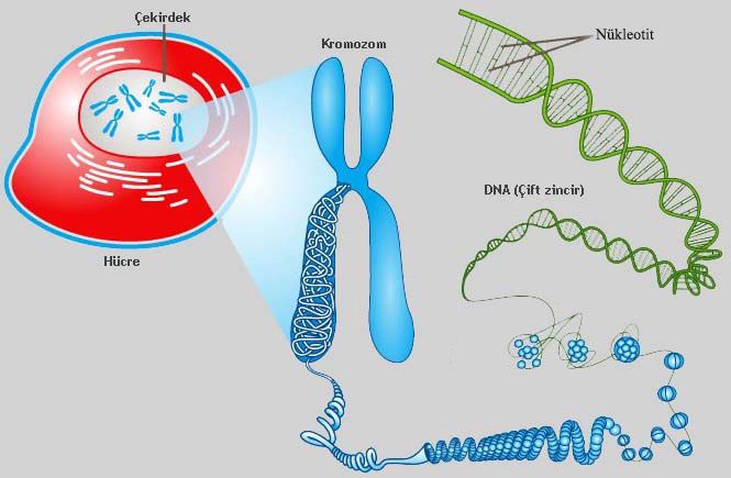 kromozom-dna-gen-nukleotit