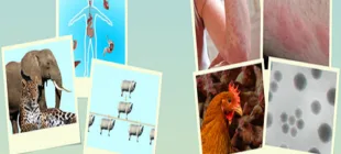 Biyoteknolojik Uygulamaların İnsanlık için Yararları ve Zararları