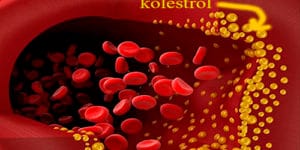 Kolesterol Nedir