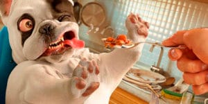 Köpeklere Asla Vermemeniz Gereken Gıdalar