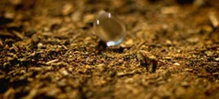 Yağmur Yağdıktan Sonra Toprak Neden Kokar