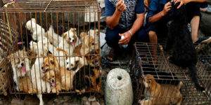 Çinlilerin Yedikleri Hayvanlar Gerçekten İnsanlık Dışı