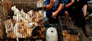 Çinlilerin Yedikleri Hayvanlar Gerçekten İnsanlık Dışı