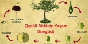 Çiçekli Bitkilerde Üreme, Büyüme ve Gelişme: Çiçekli Bitkilerin Yaşam Döngüsü