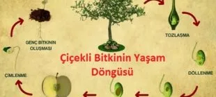 Çiçekli Bitkilerde Üreme, Büyüme ve Gelişme: Çiçekli Bitkilerin Yaşam Döngüsü