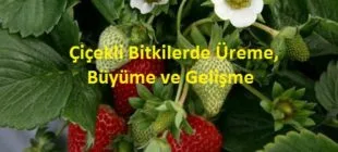 Çiçekli Bitkilerde Üreme, Büyüme ve Gelişme: Çiçeğin Yapısı