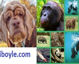 Hayvanların Ortalama Ömürleri