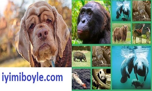 Hayvanların Ortalama Ömürleri