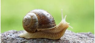 Salyangozlar Hakkında İlginç Bilgiler