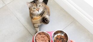 Kedilerin Sağlığı İçin Mükemmel Mama Seçimi: En Sevilen ve Besleyici Markalar