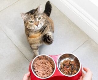 Kedilerin Sağlığı İçin Mükemmel Mama Seçimi: En Sevilen ve Besleyici Markalar