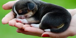 En Güzel Mitolojik Köpek İsimleri