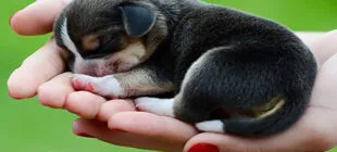 En Güzel Mitolojik Köpek İsimleri