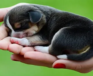En Güzel Mitolojik Köpek İsimleri