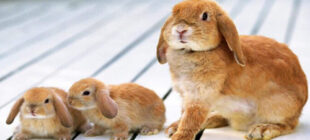 Evcil Tavşanlar Hakkında Herşey