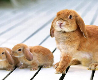Evcil Tavşanlar Hakkında Herşey