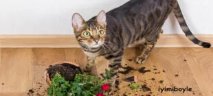 Kedi Neden Toprak Yer