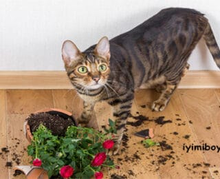 Kedi Neden Toprak Yer