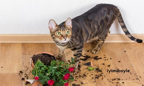 Kedi Neden Toprak Yer