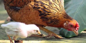 En Güzel Tavuk İsimleri