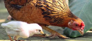 En Güzel Tavuk İsimleri