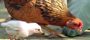 En Güzel Tavuk İsimleri