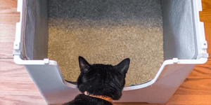 Evde Doğal Kedi Kumu Yapımı