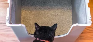 Evde Doğal Kedi Kumu Yapımı